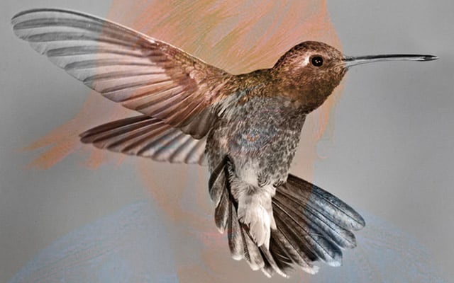 maya jane coles - humming bird, house music blog